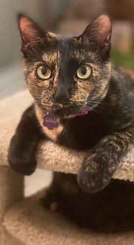 Laurel Sport - Tortitude Sprinkle Dye